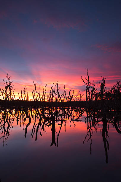 istock Silhouette of Mangrove Trees, Nudgee Beach 140760885