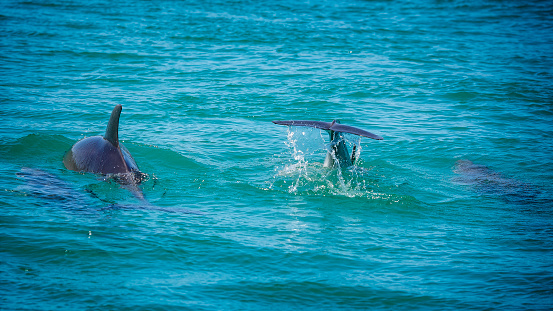Dolphin in sea water. Dolphin portrait in wildlife.