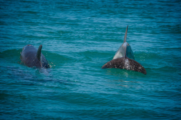 istock Burrunan Dolphins in the wild 1407609250
