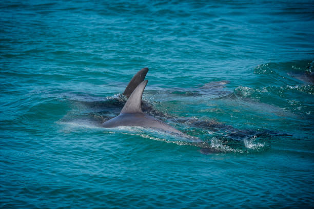 istock Burrunan Dolphins in the wild 1407609288