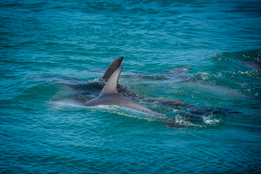 striped dolphin jumping outside the sea at sunset