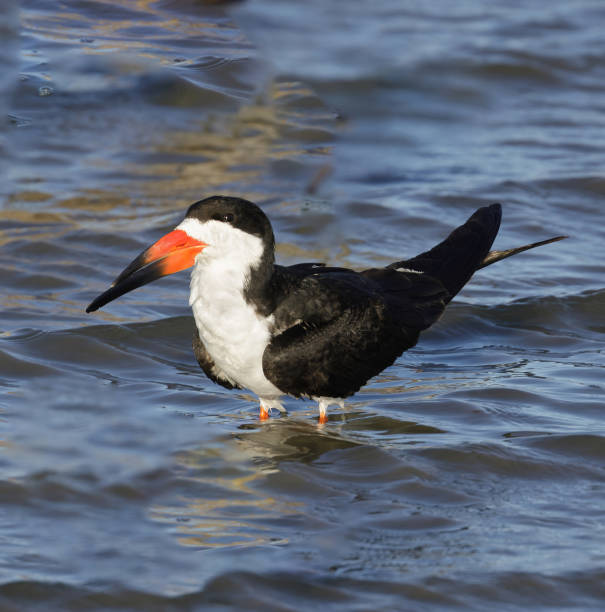 istock Black Skimmer Adult 1407609575