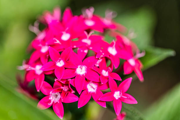 Pentas lanceolata, commonly known as Egyptian starcluster