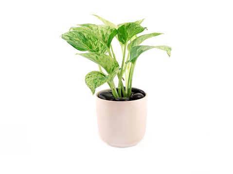 Epipremnum aureum marble queen plant in light pink pot and sprinkled with black stone isolated on a white background. Houseplant for office or living room. Space for your text.
