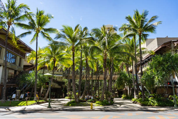 waikiki, honolulu, havaí, - building exterior hawaii islands palm tree beach - fotografias e filmes do acervo