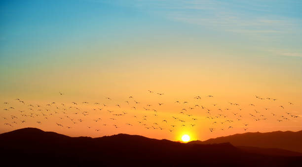 istock Beautiful sky on sunset or sunrise with flying birds with copy space 1407617982