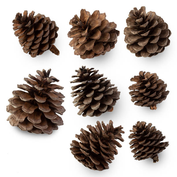 istock Pine cones isolated on white background with clipping path 1407619887