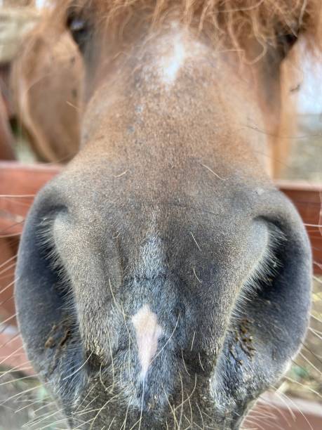 istock Nose of a pony 1407622129