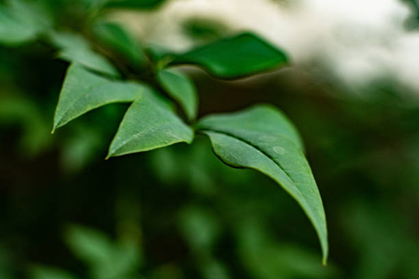istock Plant in Hong Kong 1407623129