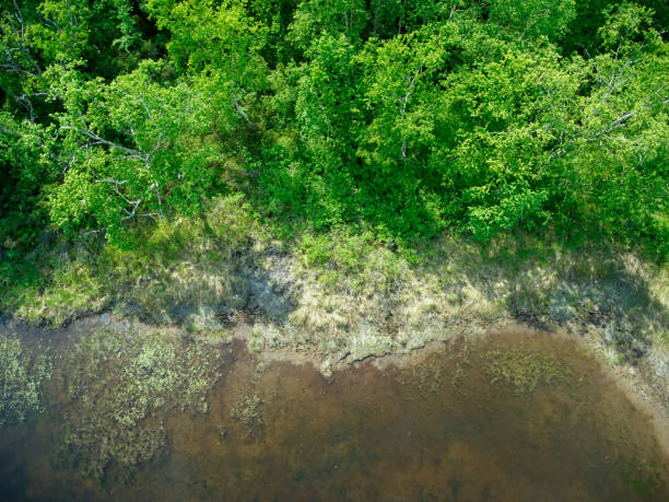 istock Top view of the grassy lake shore 1407626427