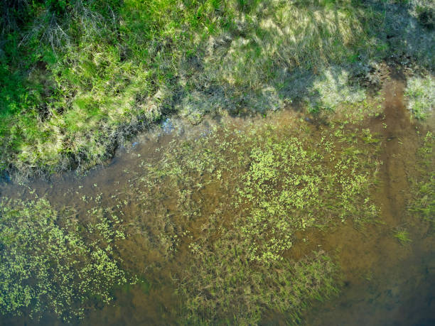 Top view of the grassy lake shore stock photo