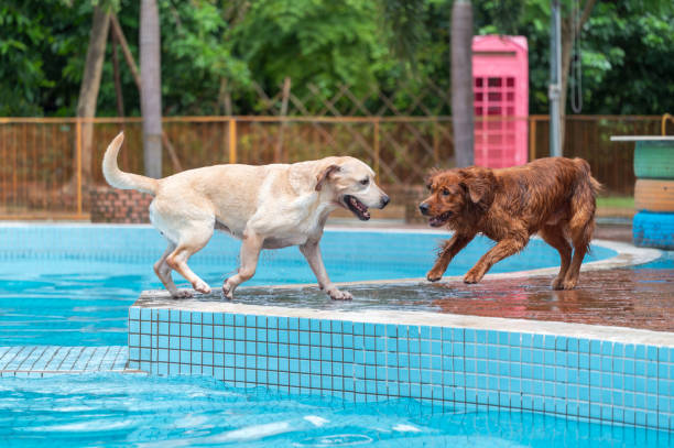 istock Golden retriever and labrador playing in the pool 1407627145