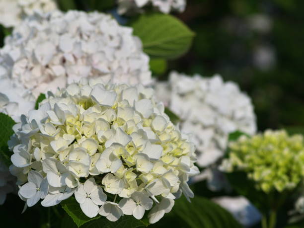 istock Close-up of white hydrangea bathing in the morning sun 1407627419