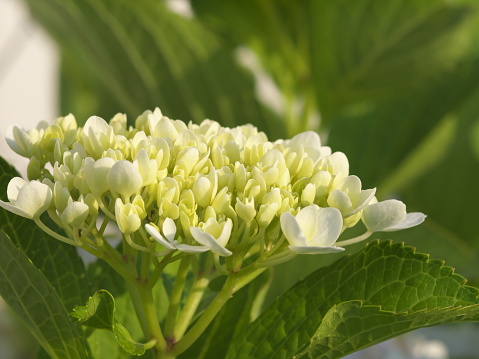 Close-up of hydrangea that has begun to bloom