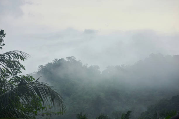 neblina após a chuva cobrir montanhas com floresta - meteorology rain fog forest - fotografias e filmes do acervo