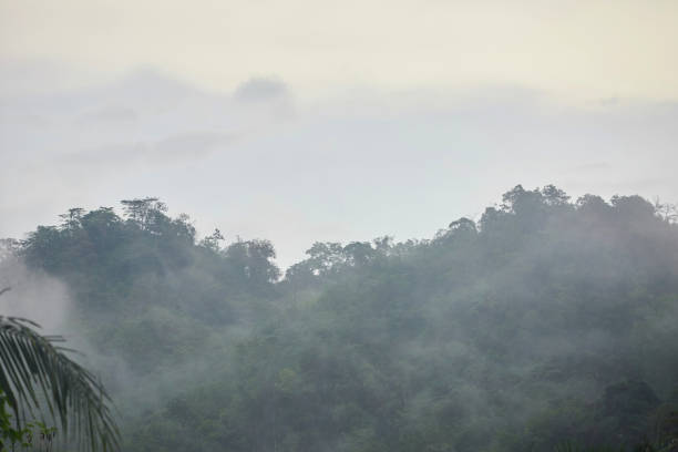 neblina após a chuva cobrir montanhas com floresta - meteorology rain fog forest - fotografias e filmes do acervo