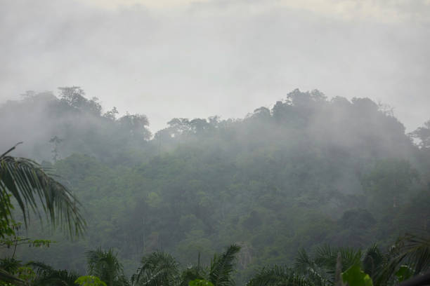 neblina após a chuva cobrir montanhas com floresta - meteorology rain fog forest - fotografias e filmes do acervo