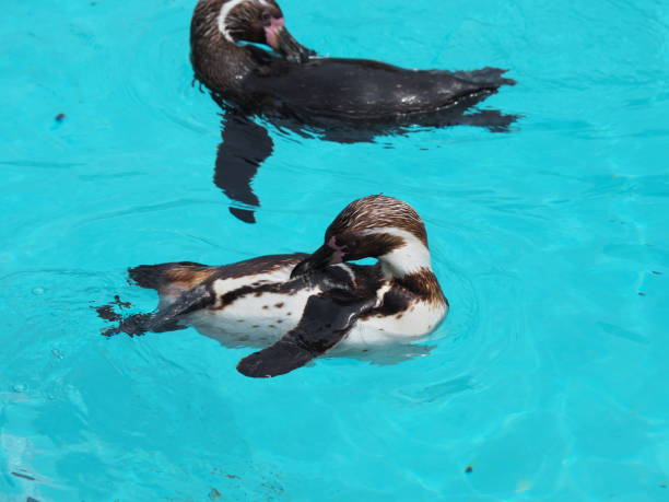 istock Penguins swimming comfortably in the pool 1407629203