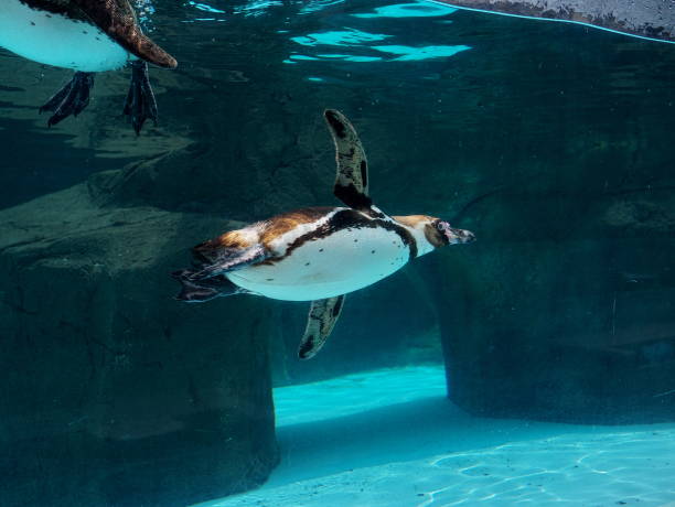istock Penguins swimming comfortably in the pool 1407629215