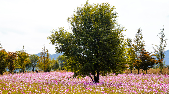 A cosmos flower field at the Suncheon National Garden Expo.
