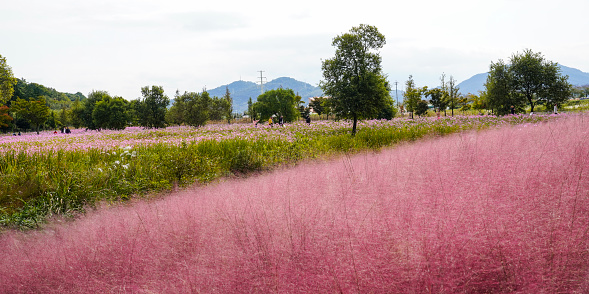 A purple pink muhly flower field at the Hampyeong Chrysanthemum Festival.