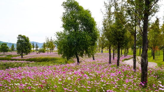 A cosmos flower field at the Suncheon National Garden Expo.