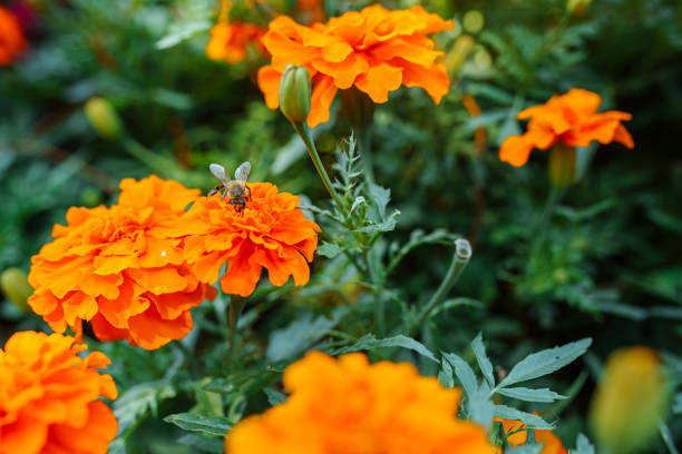 Flower bed in garden, flower shop, marigolds, African varieties of marigolds close-up