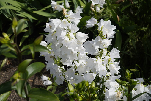 Group of White bluebell flowers in the garden, Summer variety of garden flowers bluebells.