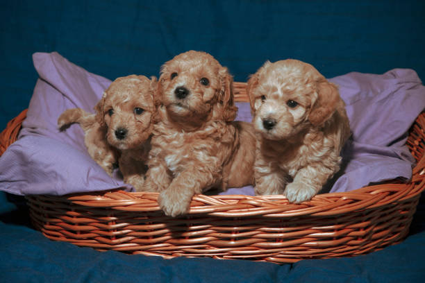 istock Puppies posing in a basket 1407631076
