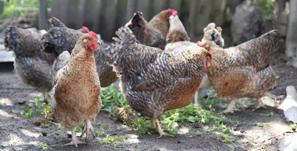 istock Rooster and hens on paddock farm closeup 1407631349
