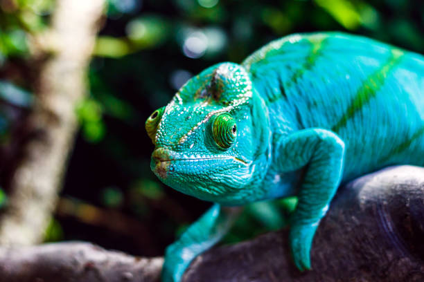 A green chameleon observes the surroundings with each eye in a different direction