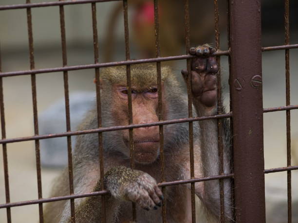 istock Baboon looking at this with his hand in the cage 1407631630