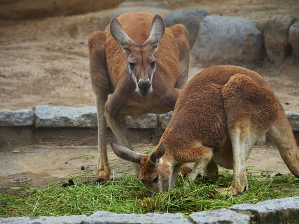 istock Two parent-child kangaroos eating together 1407632155