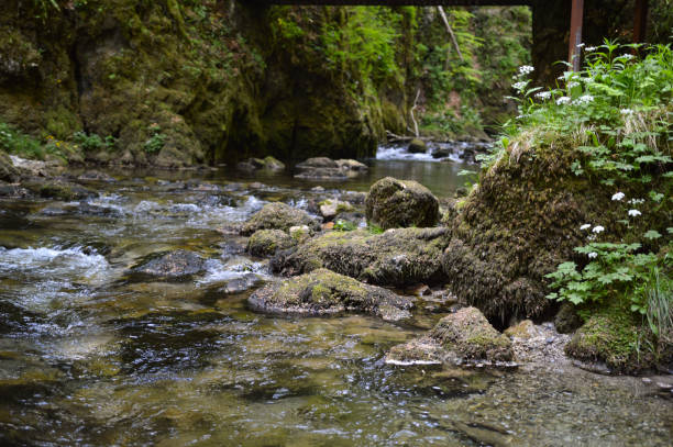 Kamacnik river is just over 3 kilometers long from its source until merges with river Dobra.