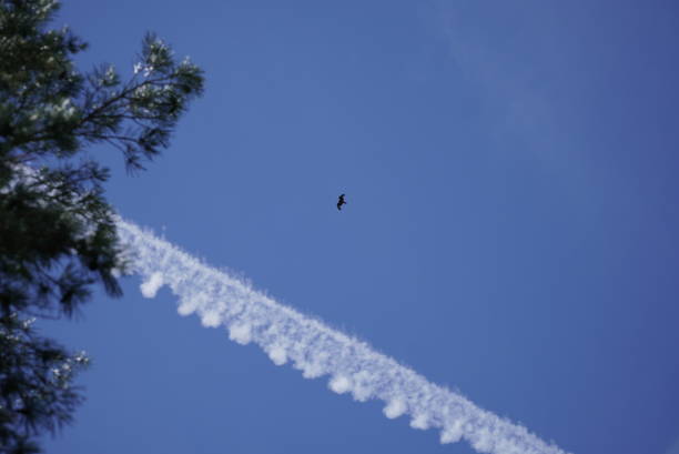 istock Bottom view of a soaring eagle against a blue sky. Bright sunny day. Wide wingspan. 1407632273