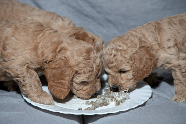Puppies eating from a plate stock photo