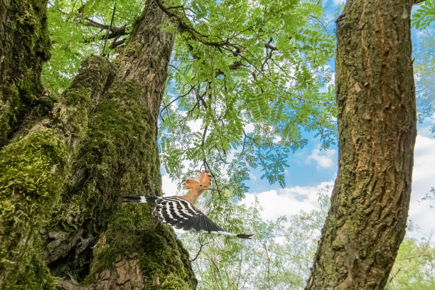 Amazing wide angle photography in spring season