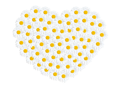 Large heart made from white daisies isolated on white background