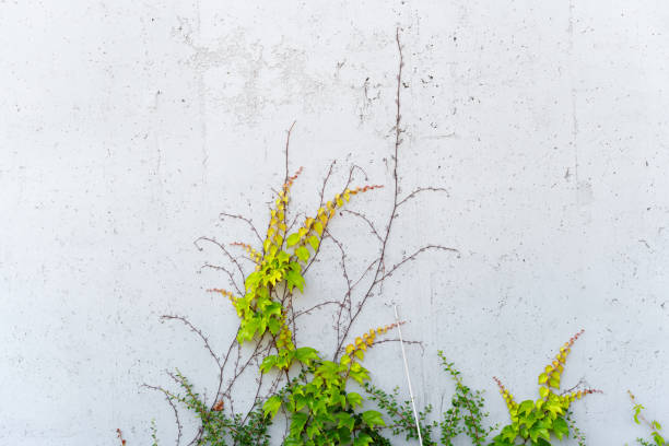 istock Creeping plant on concrete wall 1407634253