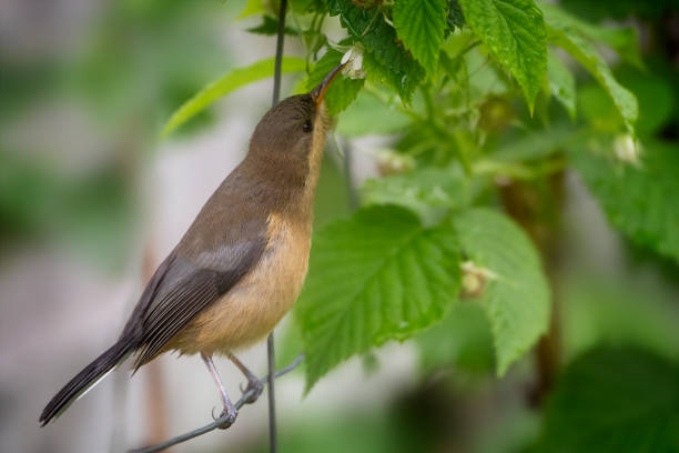 wschodniej spinebill (acanthorhynchus tenuirostris) - honeyeater zdjęcia i obrazy z banku zdjęć