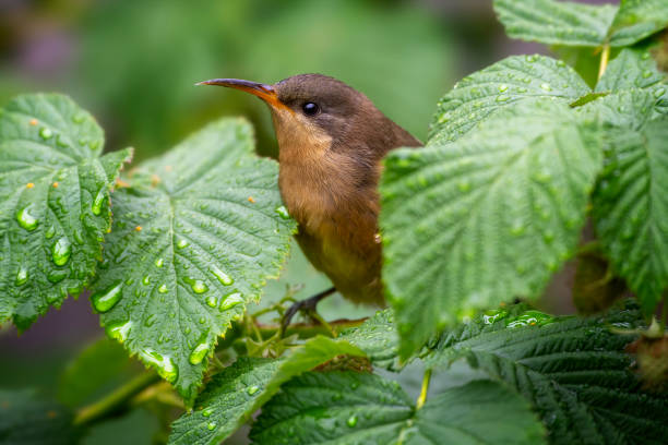 wschodniej spinebill (acanthorhynchus tenuirostris) - honeyeater zdjęcia i obrazy z banku zdjęć