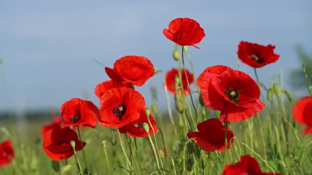 Super Slow-Mo: Poppies Field
