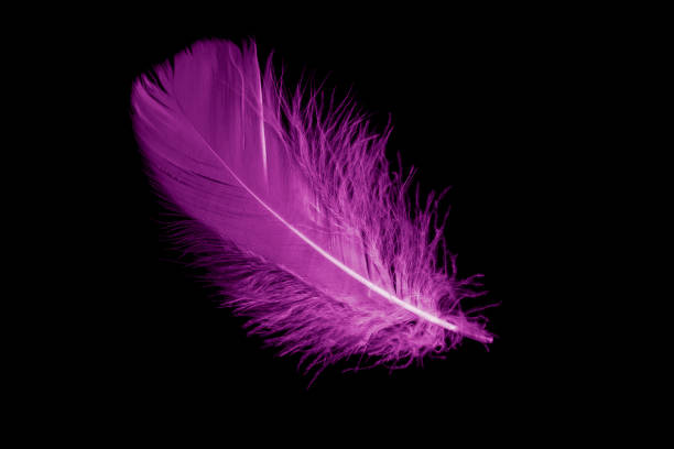 istock violet feather goose on a black isolated background 1407636466