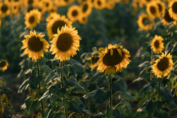istock Fading orange sunflowers at sunset 1407637450
