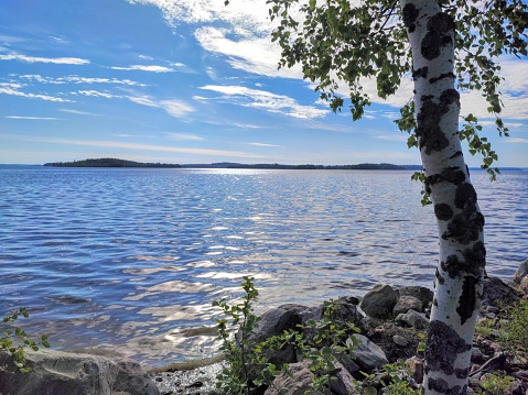 Sunny day at Lake Saimaa shore in June. Birch tree framing the blue water and sky.