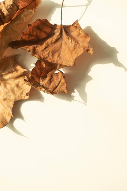 Fallen Leaves and Autumn Images.