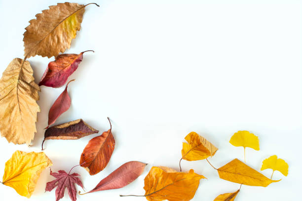 istock Fallen Leaves and Autumn Images 1407638717