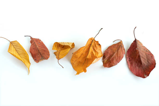 istock Fallen Leaves and Autumn Images 1407638726