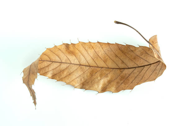 istock Fallen Leaves and Autumn Images 1407639241