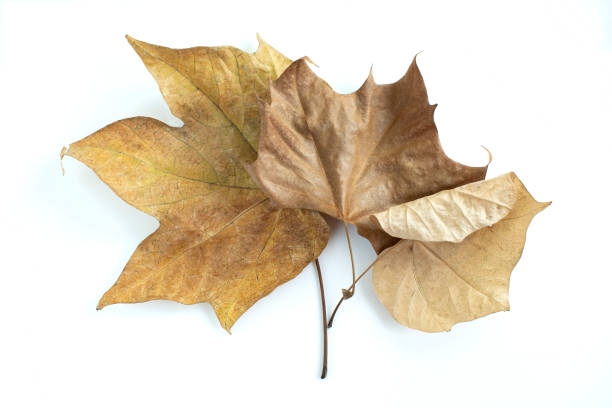 istock Fallen Leaves and Autumn Images 1407639269